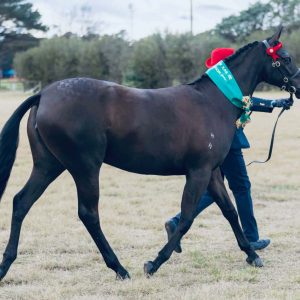 Brigadoon Park Stylish Diva - Large Pony