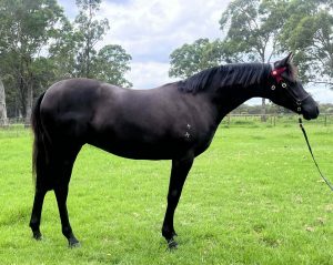 Brigadoon Park Stylish Diva - Large Pony