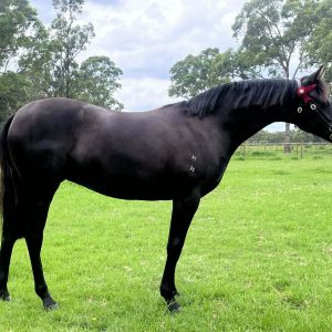 Brigadoon Park Stylish Diva - Large Pony