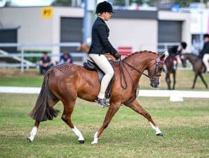 Exciting Open Small Pony Hack