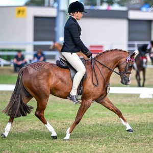 Exciting Open Small Pony Hack