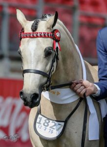 Foxwood Lady Chatterley - Royal Show Champion