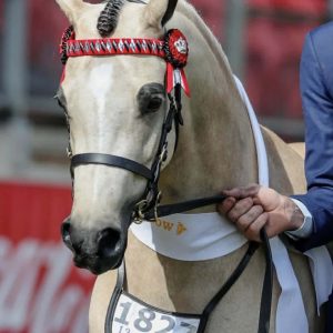 Foxwood Lady Chatterley - Royal Show Champion