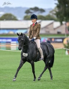 Levens Royal Gala - Large Hunter Pony