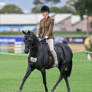Levens Royal Gala - Large Hunter Pony
