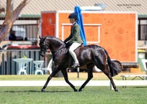 Levens Royal Gala - Large Hunter Pony