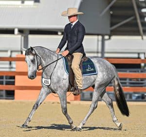 Stunning Large Show Hunter Galloway - ASH Gelding