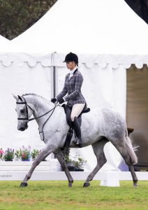 Stunning Large Show Hunter Galloway