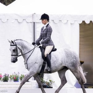 Stunning Large Show Hunter Galloway