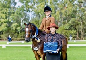 Cimeron Candyman - Large Show Hunter Pony