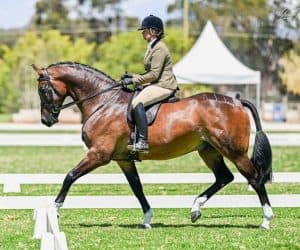 Aloha Zambezi - Small Show Hunter Hack