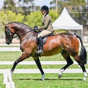 Aloha Zambezi - Small Show Hunter Hack